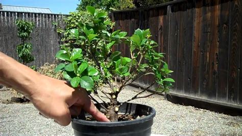 when to prune dwarf gardenias.